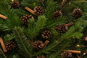 Pine Cones